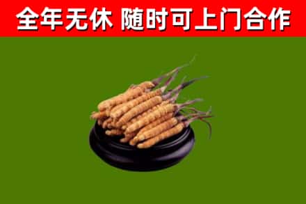 大东烟酒回收冬虫夏草.jpg